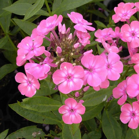 ��֤���/�ɺ��ե��å��������ʥ������������֡�3��ݥå�