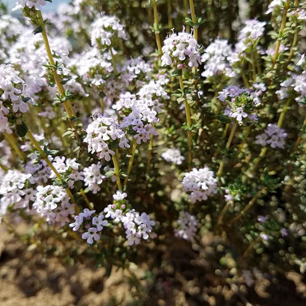 ハーブの苗/[送料無料]タイム：コモンタイム3号ポット 24株セット