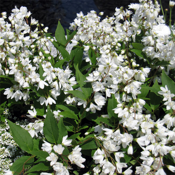 花木 庭木の苗/ヒメウツギ（姫ウツギ）5号鉢植え