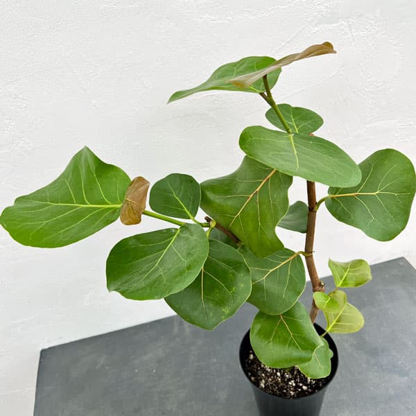 観葉植物/シーグレープ6号鉢植え