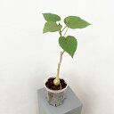 観葉植物/フィカス:ぺティオラリス 5号ネガミエル×ねこチップ植え
