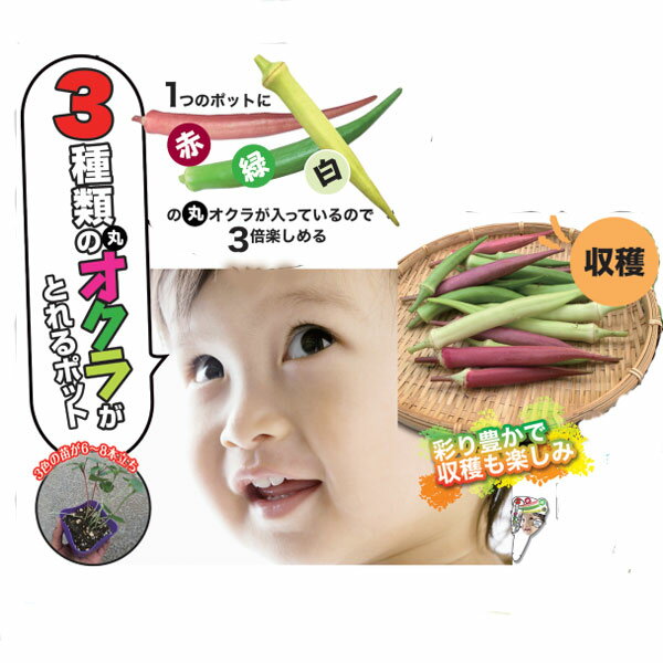 野菜の苗/3色オクラ3号ポット