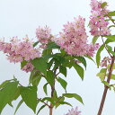 花木 庭木の苗/ウツギ：ピンクポンポン8～9号ポット