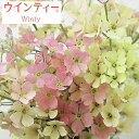 草花の苗/サクラソウ:ウインティーピーチ3.5号ポット* 草花の苗/サクラソウ:ウインティーピーチ3.5号ポット*