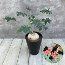 観葉植物/ヤトロファ： ベルランディエリ カタルティカ 　4