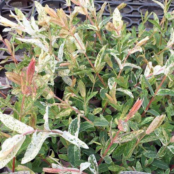 ガーデニングに人気の樹木 鮮やかな葉色の変化が楽しめます草花の苗/[サマーセール]ヤナギ：白露錦（ハクロニシキ）2.5〜3号ポット★入荷から日数が経ったためセール価格となりました。商品の状態は画像と異なる場合があります。★ハクロニシキはイヌコリヤナギの品種で、芽出しの時は緑葉ですが、枝が伸び始めると淡いクリーム色に斑が入ってきます。葉色がピンク、白、クリームと鮮やかな色の変化が楽しめます。その後夏以降は緑葉となります。写真は一例です。初夏以降は幾分葉焼けした状態となる場合がありますので、ご了承ください。秋以降は落葉状態です。タイプヤナギ科の耐寒性落葉低木新芽の鑑賞期4月〜7月植付け適期11月〜3月植栽適地北海道南部以南日照日向むき栽培方法：日当たりを好みますが、半日陰でもよく育ちます。湿り気のある土壌を好みます。植付けの際に腐葉土などをすきこんで植えてください。水切れに弱いので、鉢植えの場合はご注意ください。肥料は2〜3月に寒肥を、また7月に追肥として、緩効性肥料を施します。剪定は1〜3月に行います。または6〜10月に徒長した枝を切り取ってください。[サマーセール]ヤナギ：白露錦（ハクロニシキ）2.5〜3号ポットの栽培ガイドインテリアにおすすめの、縁起の良い観葉植物