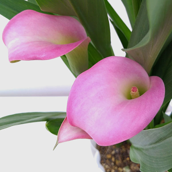 カラー：ピンク5号鉢植え