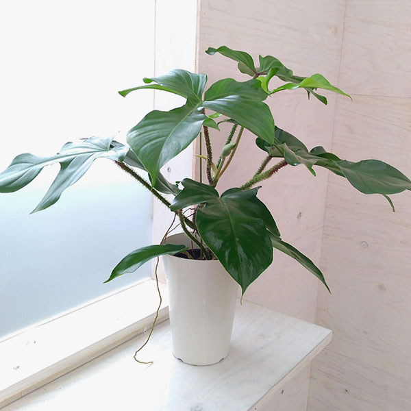 観葉植物/フィロデンドロン：スクアミフェルム6号のサムネイル