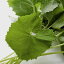 野菜の苗/ふき:愛知早生フキ3号ポット 4株セット 2,803円
