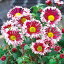 草花の苗/キク(菊):アンドロメダ3号ポット 457円