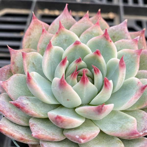 観葉植物/エケベリア：桃太郎（モモタロウ）　2.5号ポット 2株セットのサムネイル