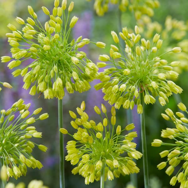 球根/アリウム ：イエローファンタジー3球入りのサムネイル