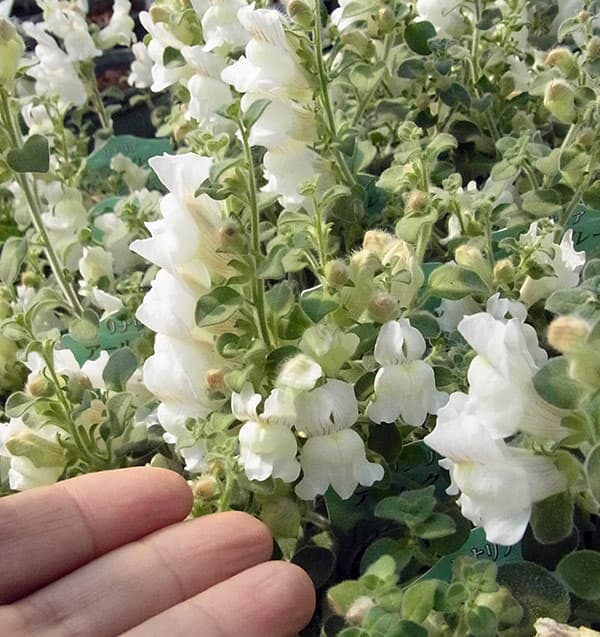 草花の苗/キンギョソウ：アールグレ...