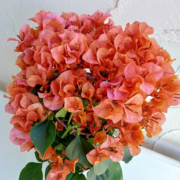 ブーゲンビリア 花の鉢植え ブーゲンビレア：カリフォルニアオレンジ4号鉢植え