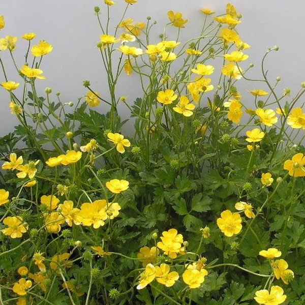 草花の苗/ラナンキュラス・ゴールドカップ4.5号ポット