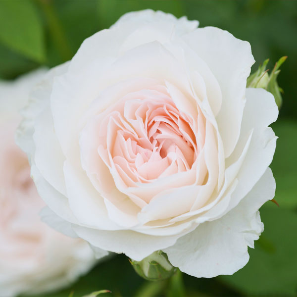 バラの苗/[送料無料]（わけあり特価）ドリュ：オーブ・レジェール大苗長尺7号角鉢植え