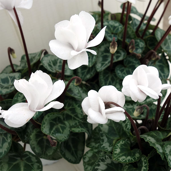 シクラメン フェアリーピコの商品画像