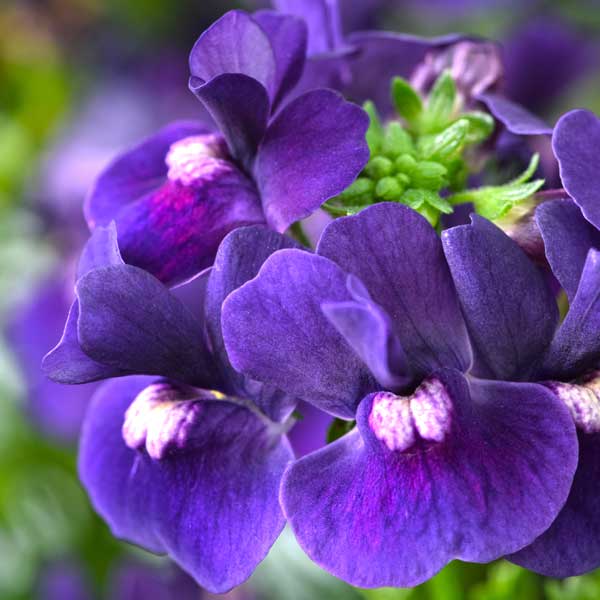 草花の苗/ネメシア：エッセンシャル...