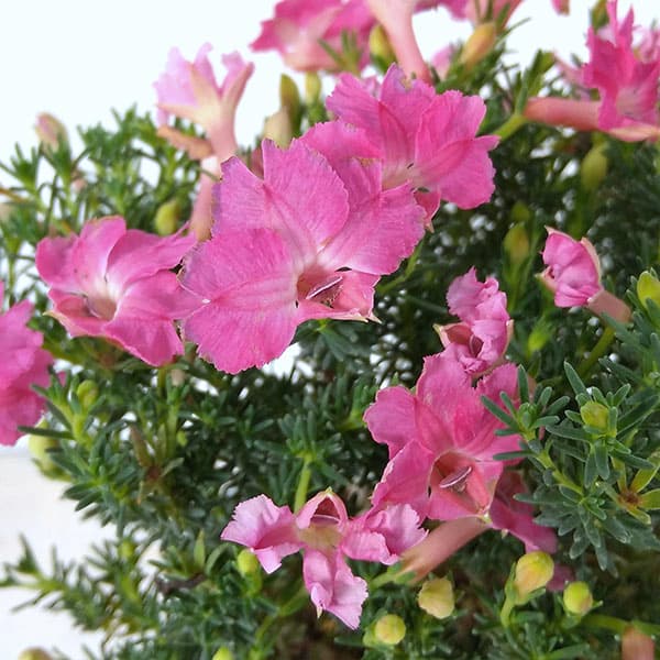 草花の苗/初恋草：アキコレディーパレット3.5号ポット