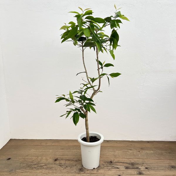 観葉植物/アマゾンオリーブ7号鉢植え