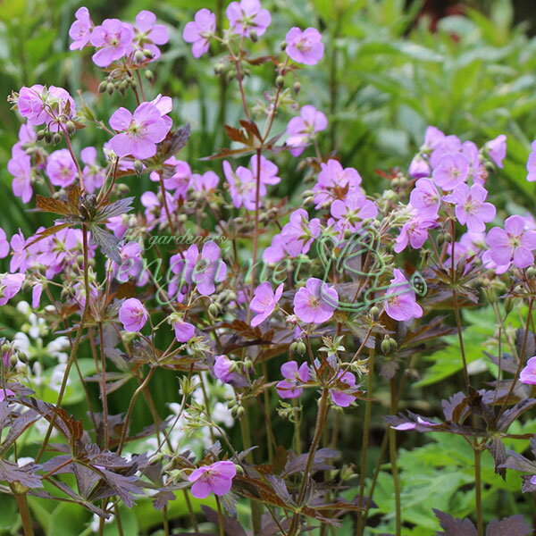 草花の苗/ゲラニウム：エリザベス アン11cm角ポットのサムネイル