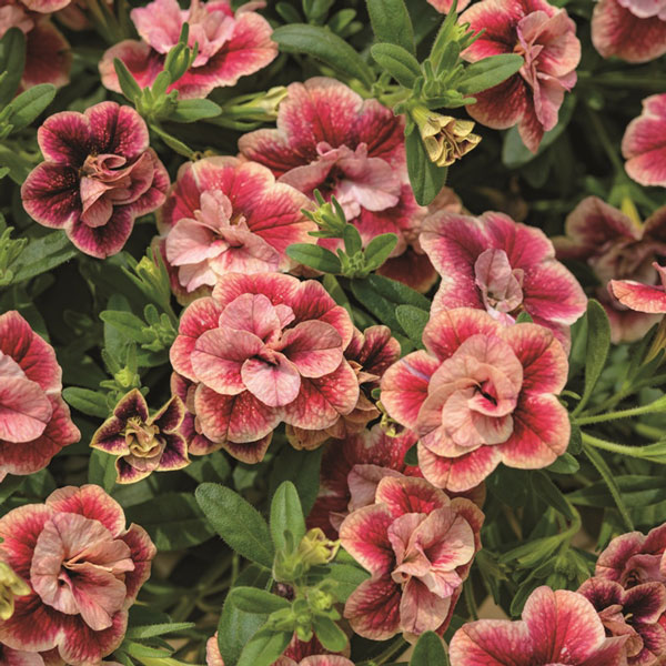 草花の苗/カリブラコア：ミリオンベルプチホイップストロベリー3号ポット (R)