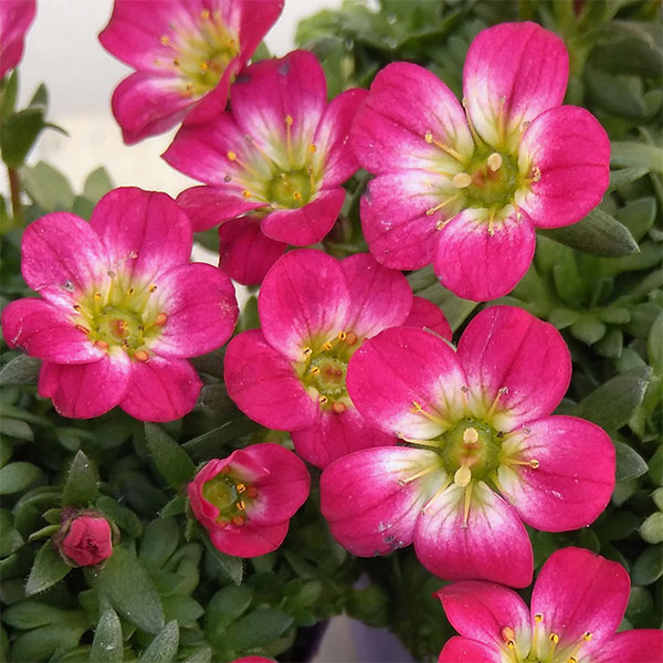 クモマグサ 苗の商品画像