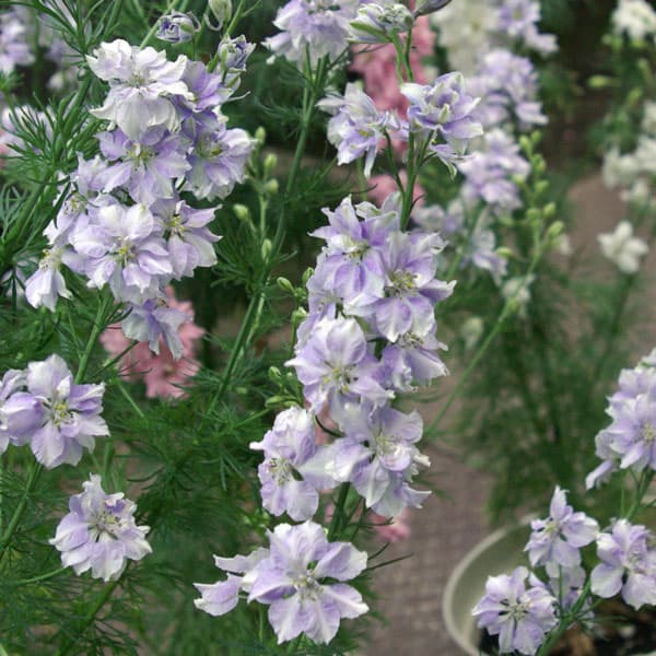 草花の苗/千鳥草（チドリソウ・ラークスパー）：パープルピコティ（No7）3号ポット 2株セットのサムネイル