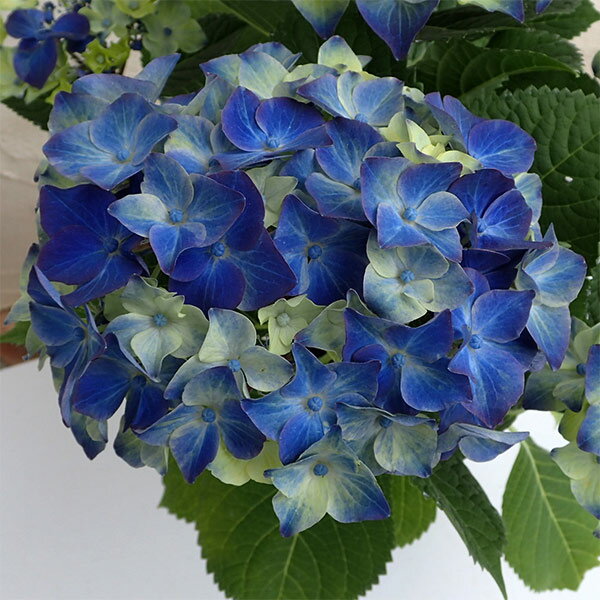 花木 庭木の苗/アジサイ：ラグーン 3.5号ポット