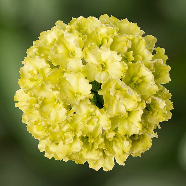 草花の苗/バーベナ：ラナイ　アップルグリーン3.5号ポットのサムネイル