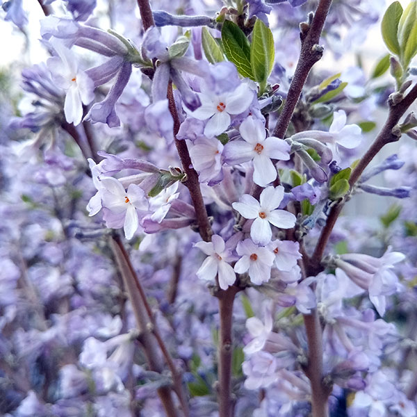 花木 庭木の苗/チョウジュザクラ（長寿桜）4号鉢植え...