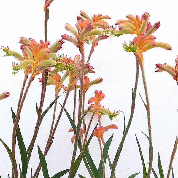 楽天市場】カンガルーポーの通販