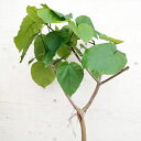 観葉植物/フィカス:ウンベラータ 7号