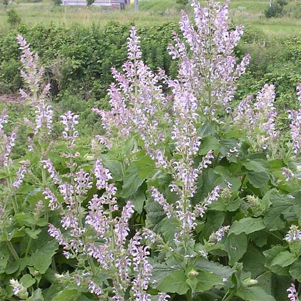 ハーブの苗/[送料無料]クラリーセージ（サルビア スクラレア）3号ポット 24株セット