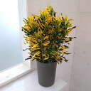 観葉植物/クロトン スクルキー 6号