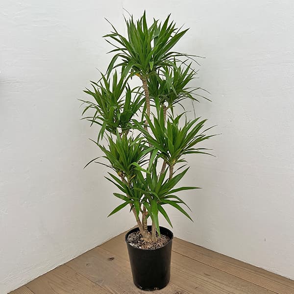 観葉植物/ドラセナ：ナビ—7号ポット