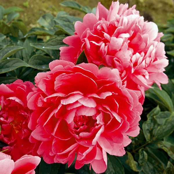 草花の苗/シャクヤク（芍薬）：レッドマジック4号ポットのサムネイル