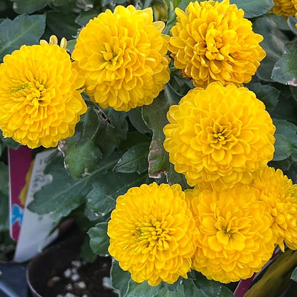 草花の苗/（わけあり特価）バリエッタマム（花付き菊苗）：クック3.5号ポット