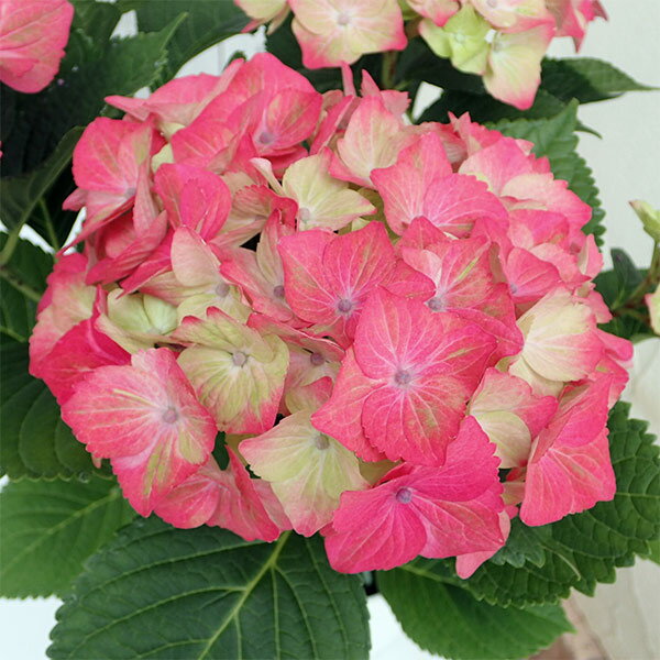 花木 庭木の苗/アジサイ：マスカレード3.5号ポット 2株セット