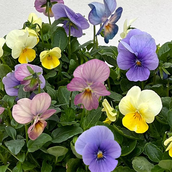 草花の苗/ビオラ：スイーツミックス　スノーホワイトケーキ4号ポットのサムネイル