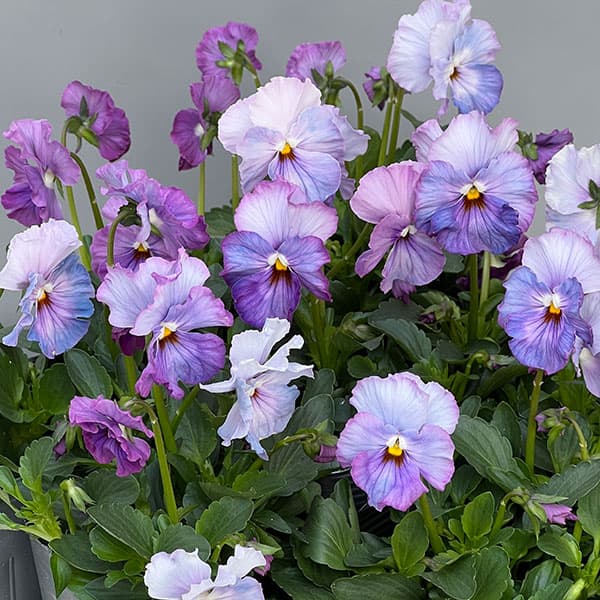 草花の苗/[送料無料]うえたコレク...