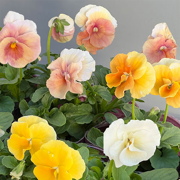 草花の苗/うえたコレクションビオラ：アンジュフルール3.5号ポット 12株セット