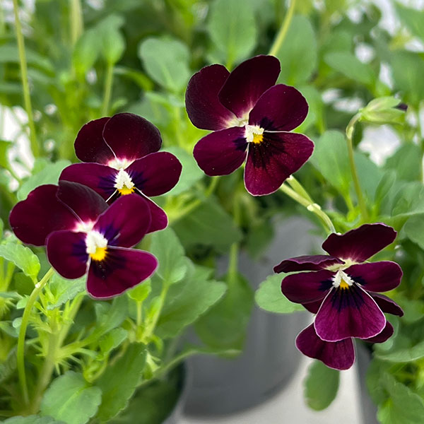 草花の苗/見元園芸のビオラ：つぶらなタヌキマロン3.5号ポットのサムネイル