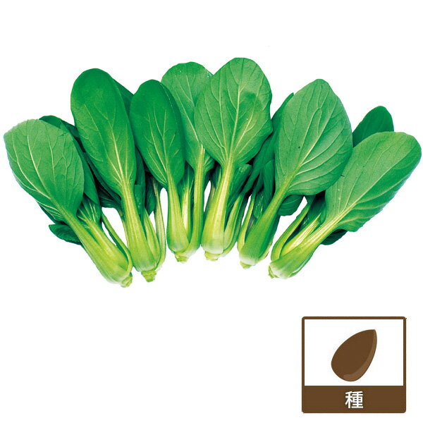 チンゲンサイ種：（ミニ）姫八仙チンゲンサイ の種[F1交配 野菜タネ 周年まき]