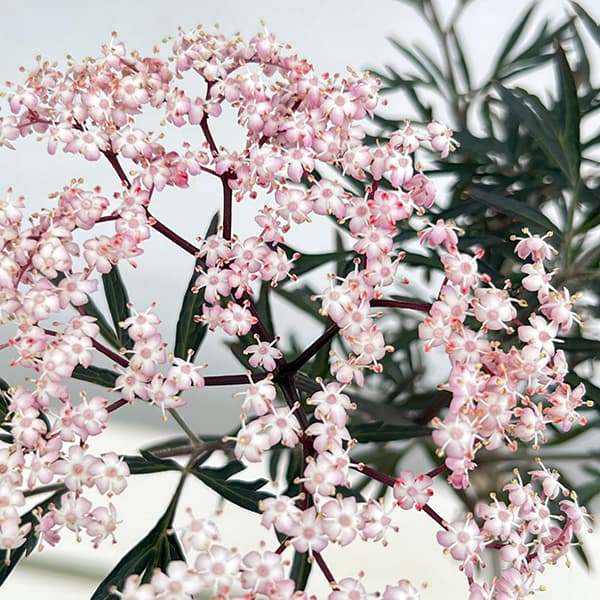 花木 庭木の苗/西洋ニワトコ（サンブカス）：ニグラ ブラックレース6号ポットのサムネイル