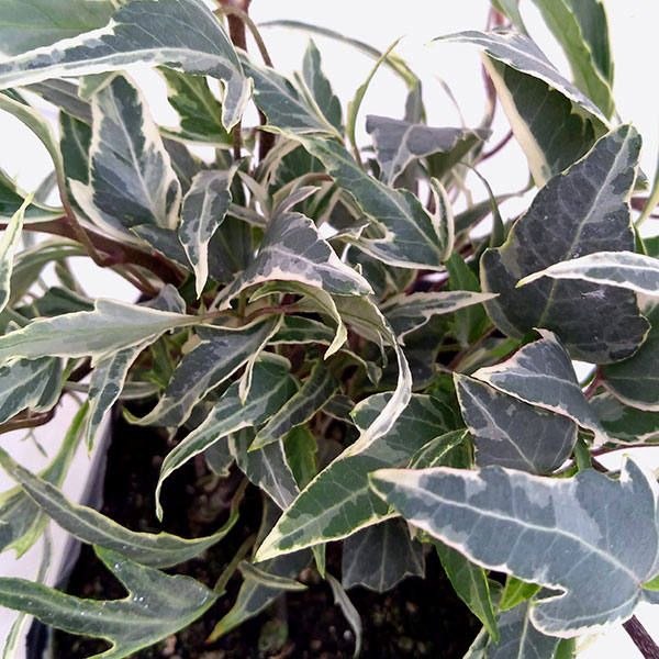 ヘデラの苗の商品画像