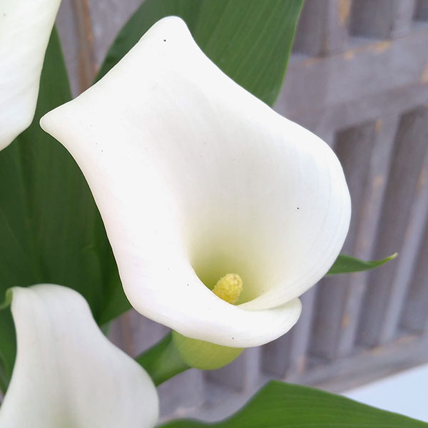 カラー：ホワイト5号鉢植え