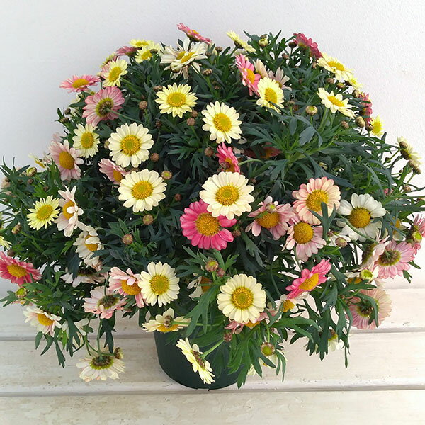 マーガレット：デイジークリームピンク5号鉢植え