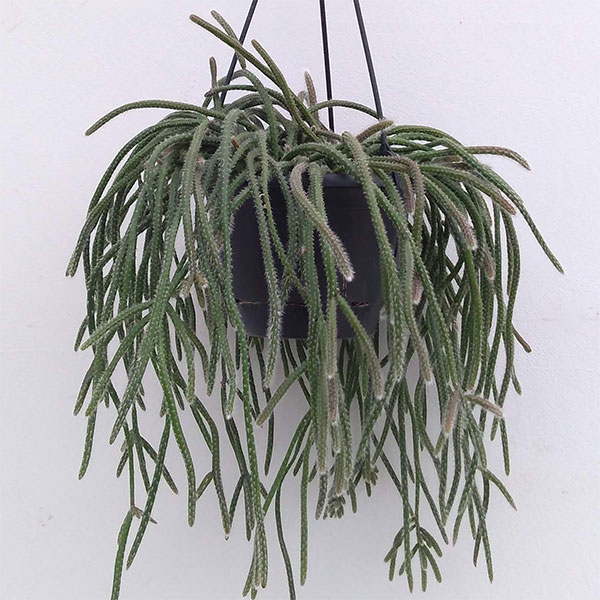 観葉植物/リプサリス：ホリダ 5号吊り鉢
