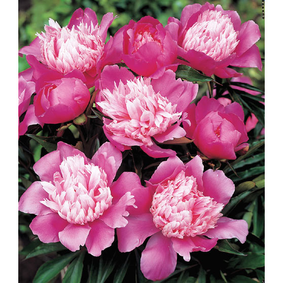 草花の苗/シャクヤク（芍薬）：ピンクカメオ6号鉢植え